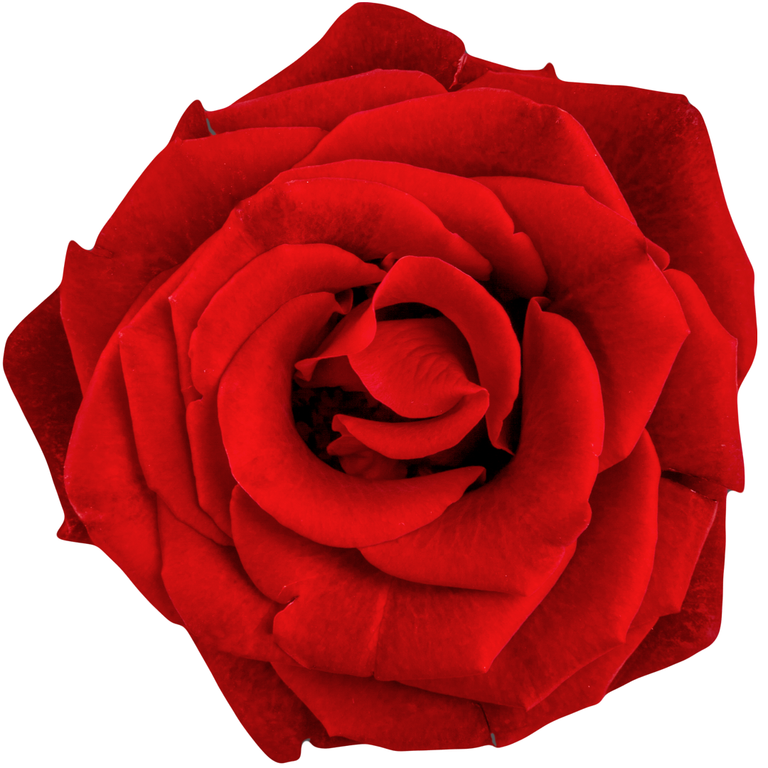 Троянда, Замша