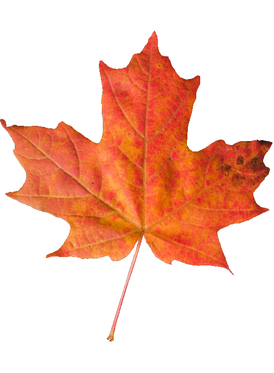 Ноти Дощу, Камінь, Сухе Опале Листя, Шавлія, Мирро