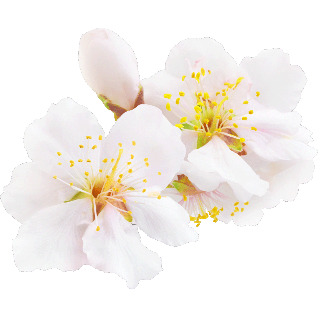 Цвіт Мигдалю, Цитруси, Квітка Кокосу