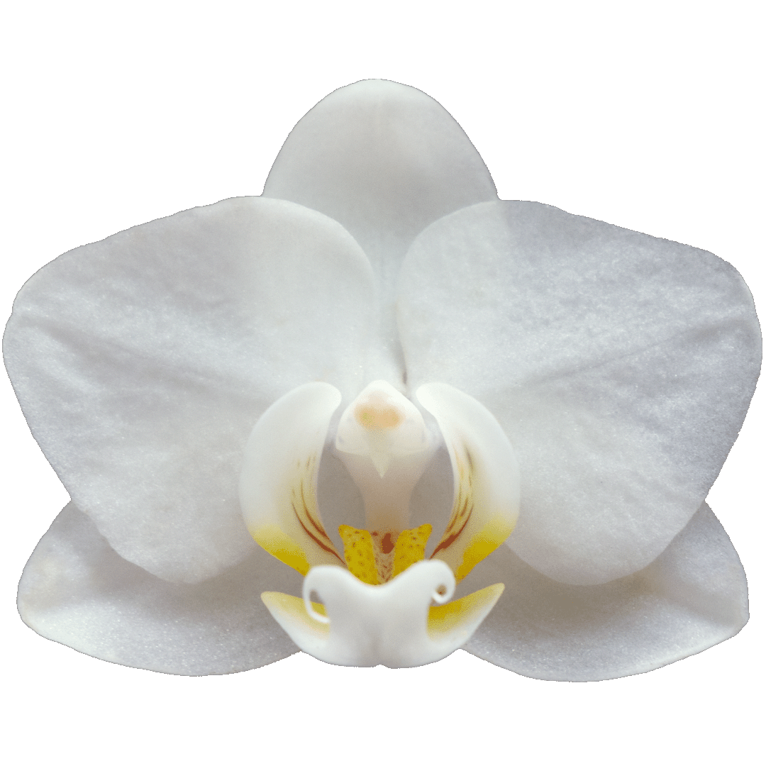 Біла Орхідея