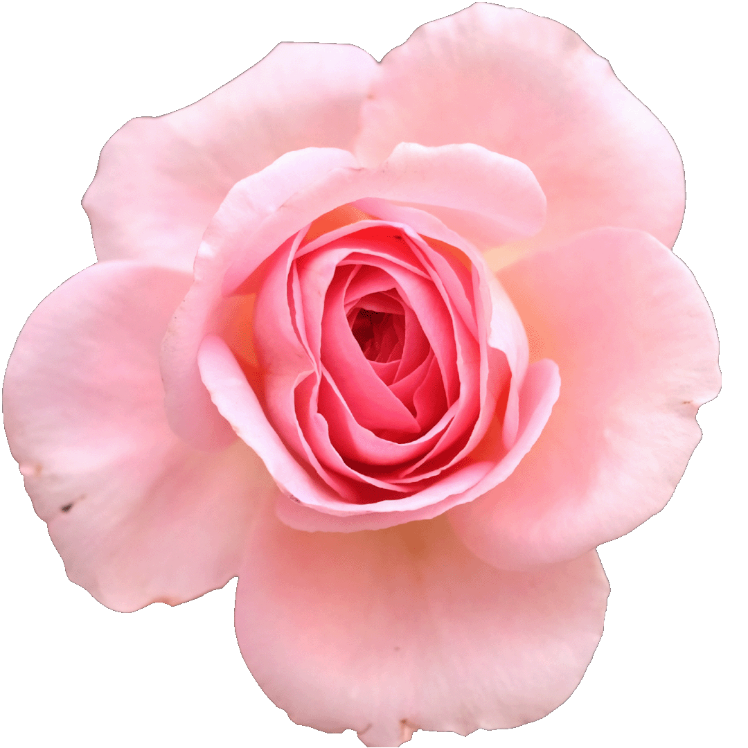 Троянда, Рожевий Перець, Альдегіди
