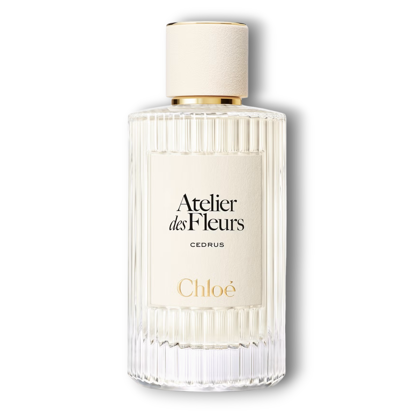 Cedrus Chloé Cedrus Chloé