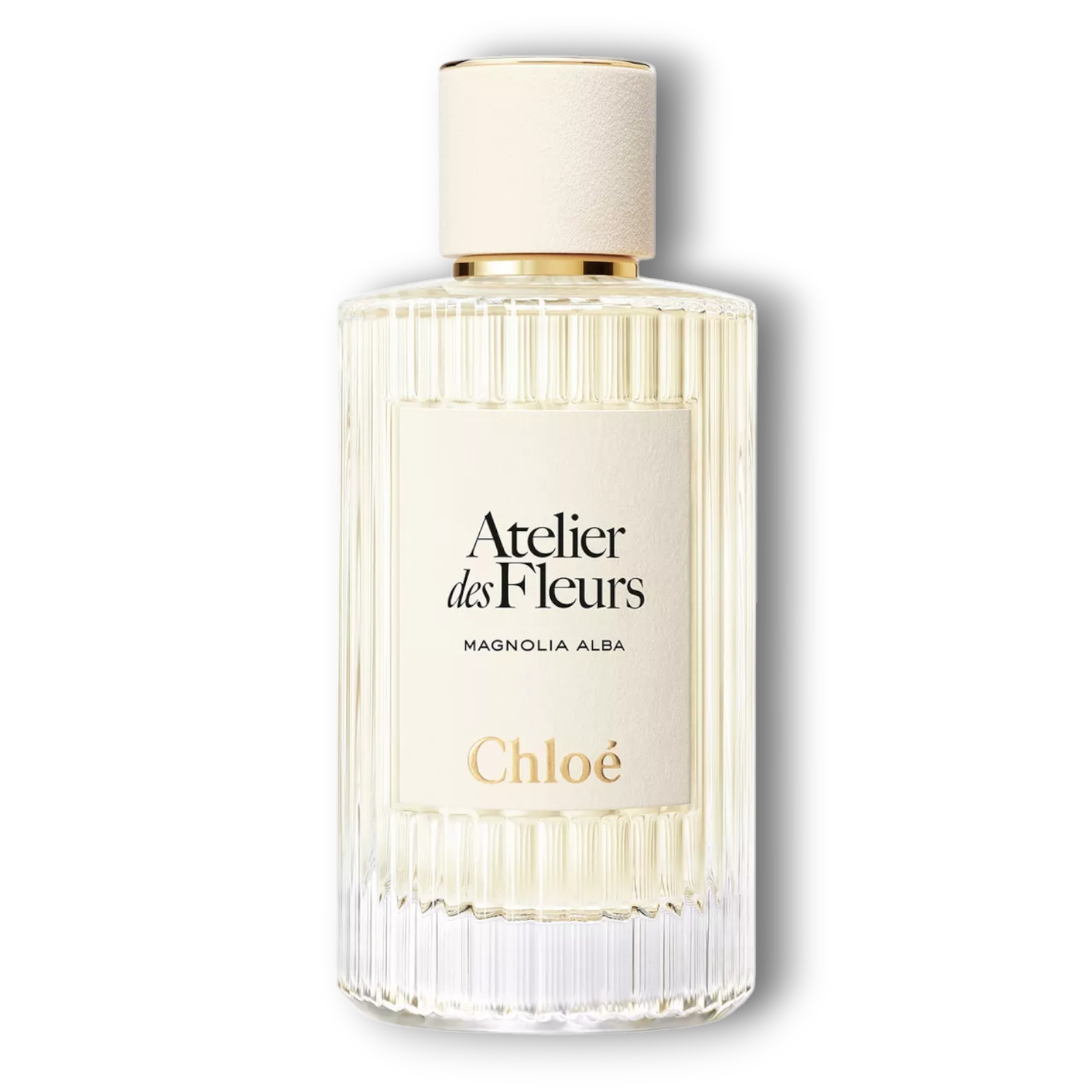 Magnolia Alba Chloé Magnolia Alba Chloé